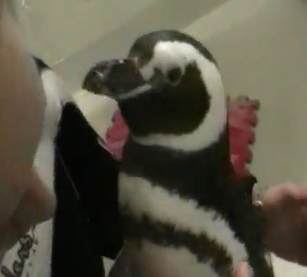 A person holding a penguin