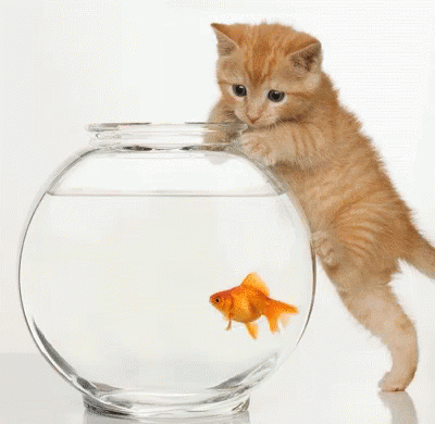 Cat watching fish swim around in fish bowl