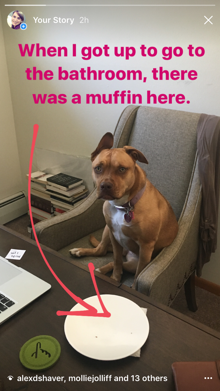 A tan pitbull sitting in an office chair behind a desk with an empty plate on it looking guilty, with text "When I got up to go to the bathroom, there was a muffin here," and an arrow pointing to the plate.