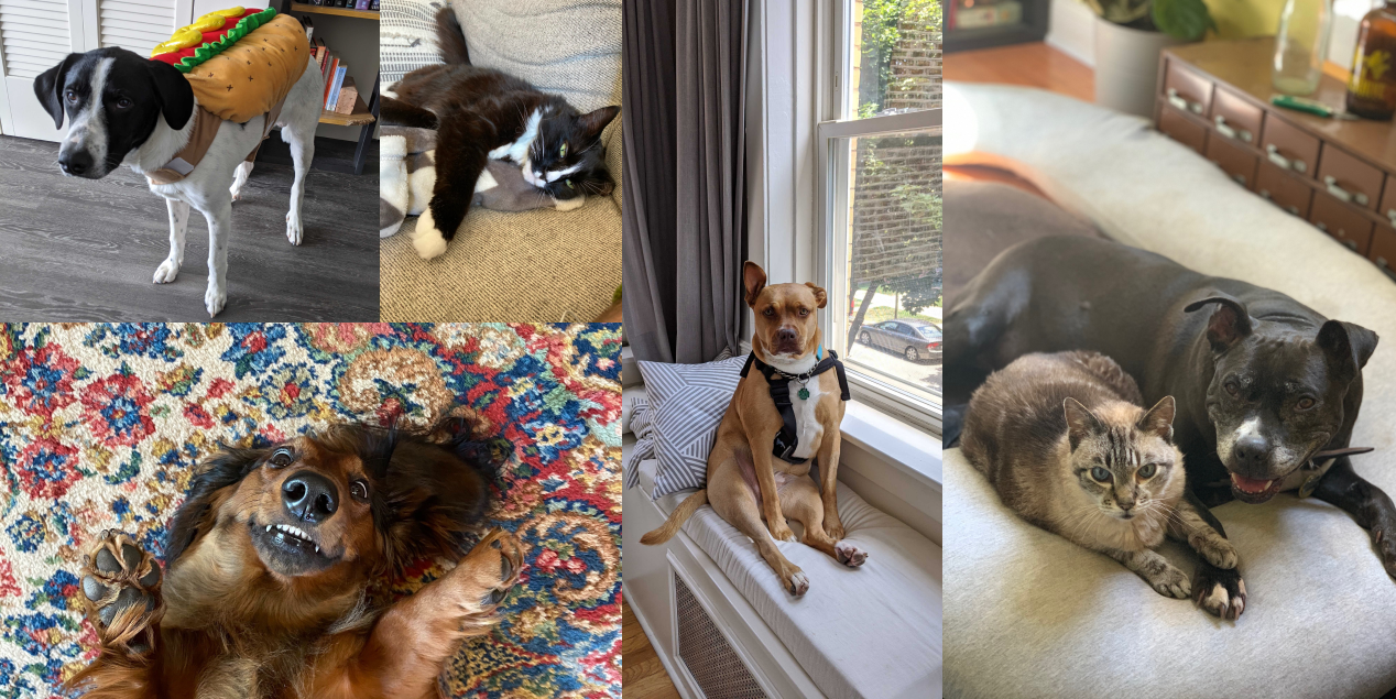 A collage of pets owned by Fuzzy Mathers. Clockwise from bottom left: a brown dachshund laying on her back and staring directly at the camera, a black and white dog in a hotdog costume, a black and white cat laying on the couch, a brown pit-mix wearing a harness and sitting in a windowsill, and a grey cat and a black dog with a grey snout cuddled together on a bed both looking at the camera.