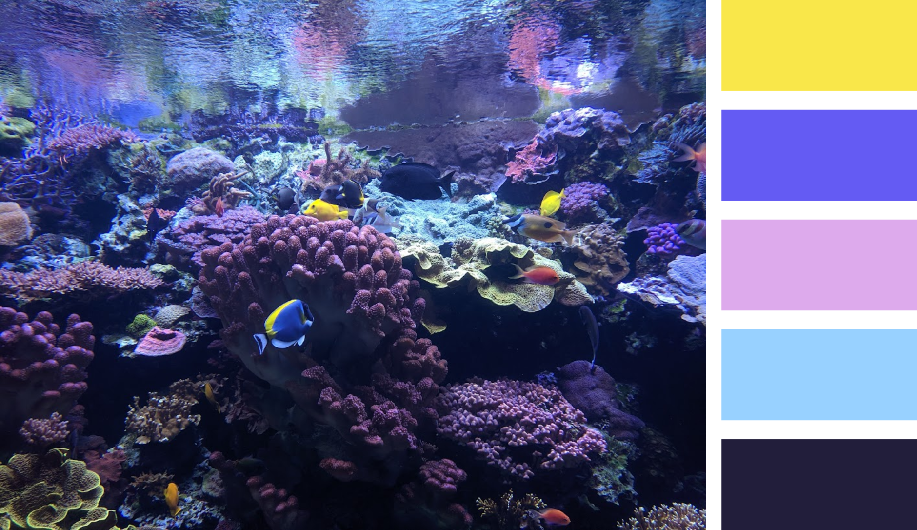 Image of sealife used to create a color palette 