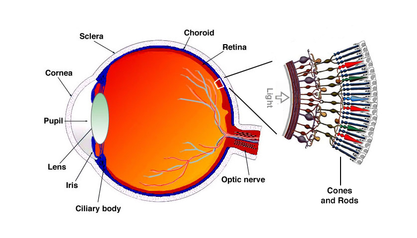 Anatomical textbook image of the human eye showing how it translates light into color.
